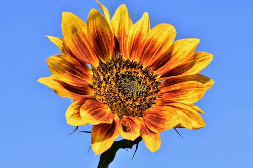 Yellow Sunflower Under the Blue Sky