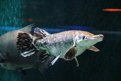 Free stock photo of aquarium fish, betta fish, catching fish