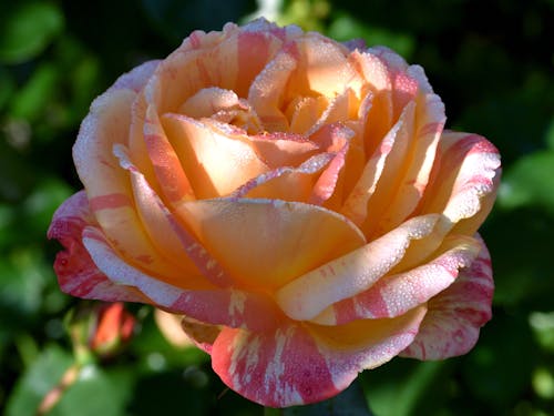 A Yellow and Pink Rose