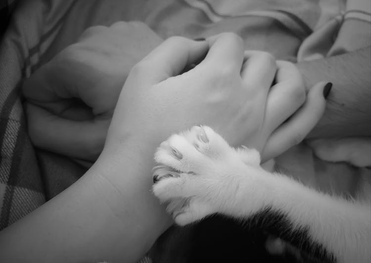 Paw Of A Cat On A Hand 