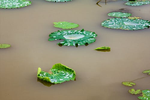 Free stock photo of green, lillypad, lotus Stock Photo
