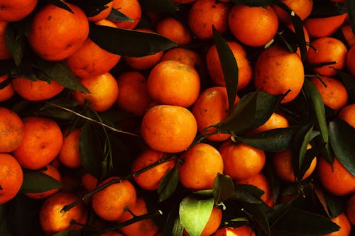 Ảnh lưu trữ miễn phí về clementines, quan lại