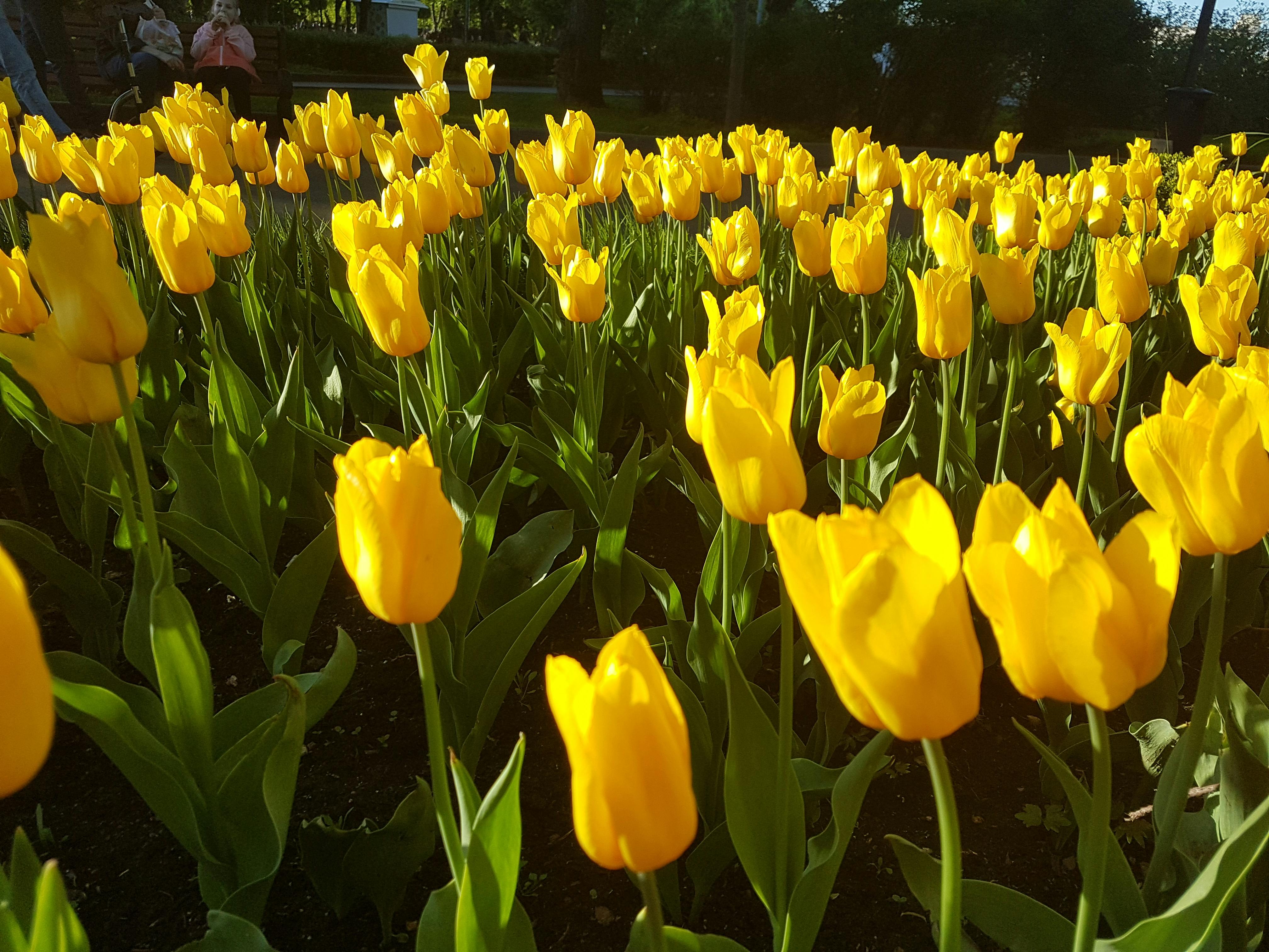 Terkeren 16 Gambar Bunga  Tulip Yang Besar Gambar Bunga  