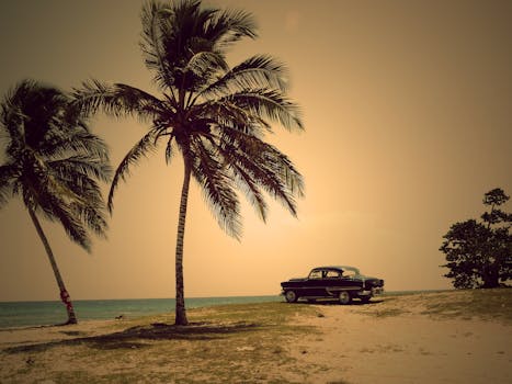 Coconut Trees in Sea Shore during Daytime · Free Stock Photo