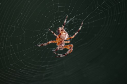 Free Detailed macro shot of a spider in its intricate cobweb against a dark backdrop. Stock Photo
