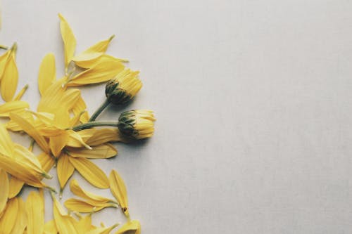 Yellow Daisy Flowers on Surface