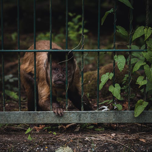 Brown and Black Monkey on Green Metal Fence