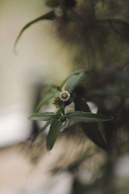 Branch of tree with green leaves and small flower growing in nature on blurred background on summer day in woods