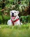 White and Black American Pitbull Terrier Puppy on Green Grass Field
