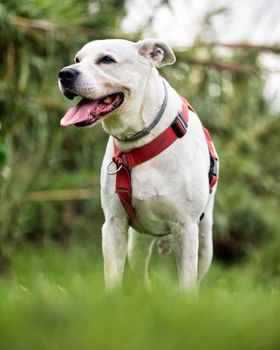 Lively American Bulldog standing in a lush green outdoor setting wearing a red harness.