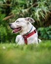 Close-Up Shot of White Dog
