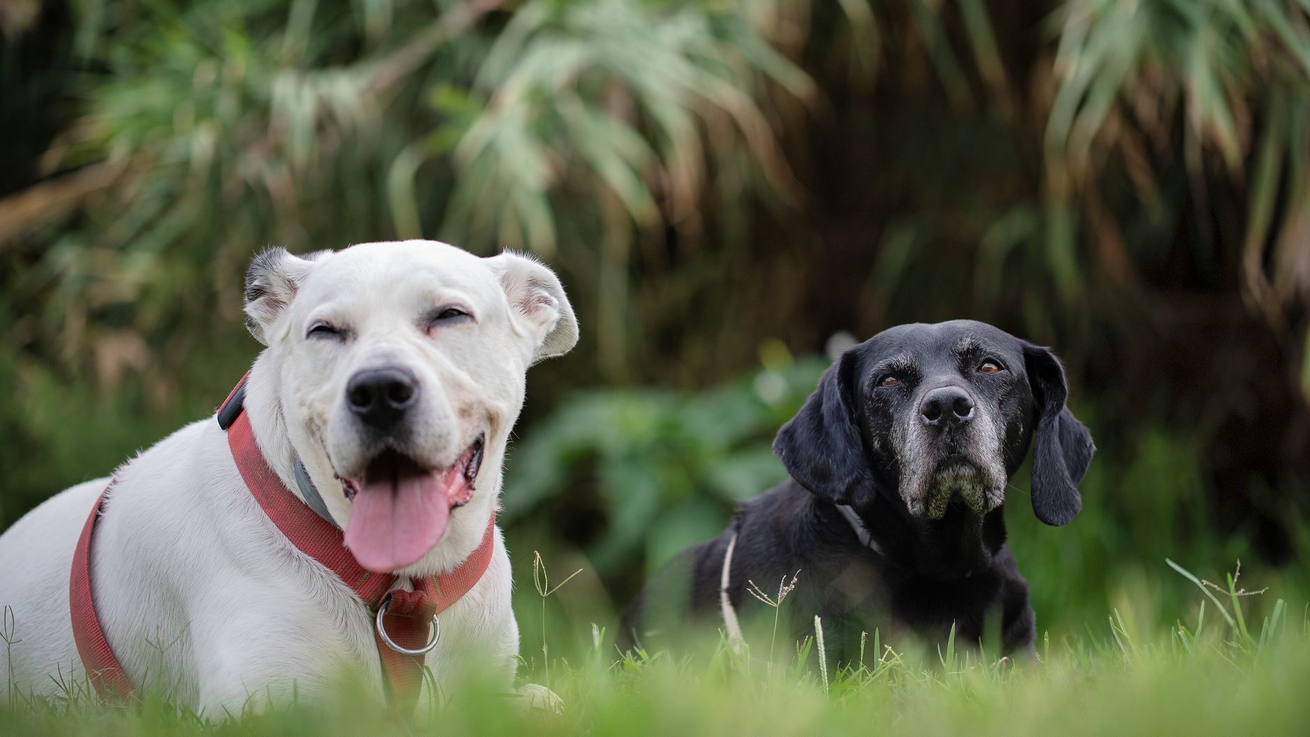 What Exactly Is Reverse Sneezing In Dogs?