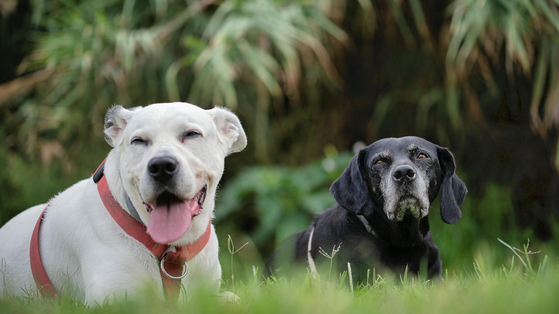 Dogs Lying on Grass