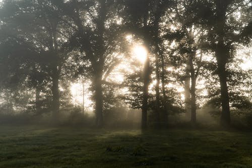 Free Trees in the Foggy Forest Stock Photo