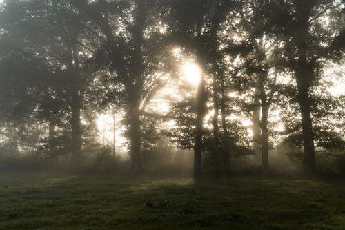 Free Peaceful misty forest scene at sunrise with sunlight filtering through trees in Gescher, Germany. Stock Photo