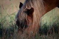 Free stock photo of animal, cavalry, daylight