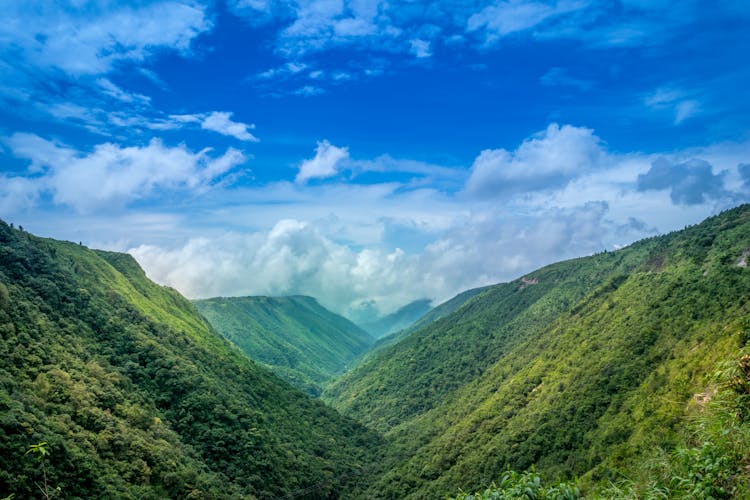 Green Plants Covered Mountain