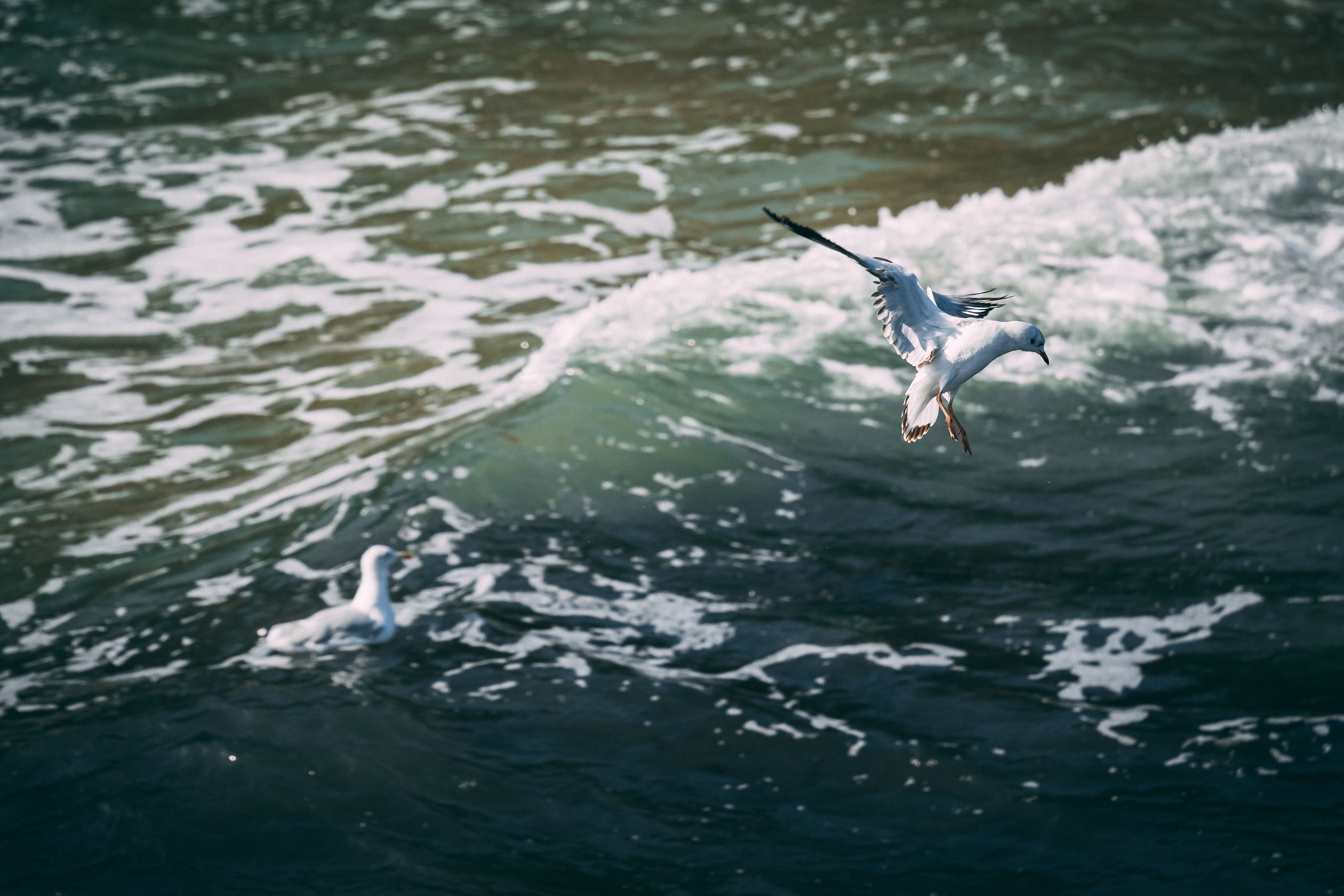 White Seagull Flying over the Ocean · Free Stock Photo