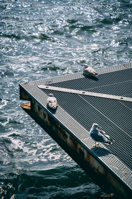 Seagulls rest on a metal dock by the ocean waves in Sellin, MV, Germany, offering a serene coastal scene.