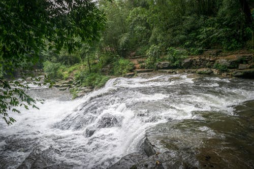免費 河在森林裡的風景攝影 圖庫相片