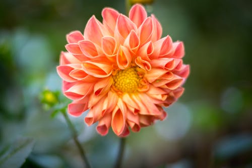 Foto Focal Seletiva De Flor Com Pétalas De Cacho Rosa