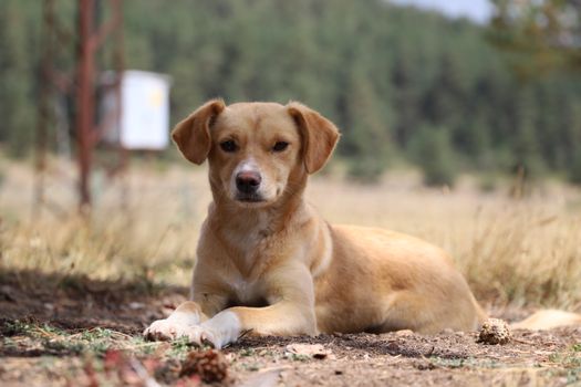 Brown Short Coated Dog Lying on Ground