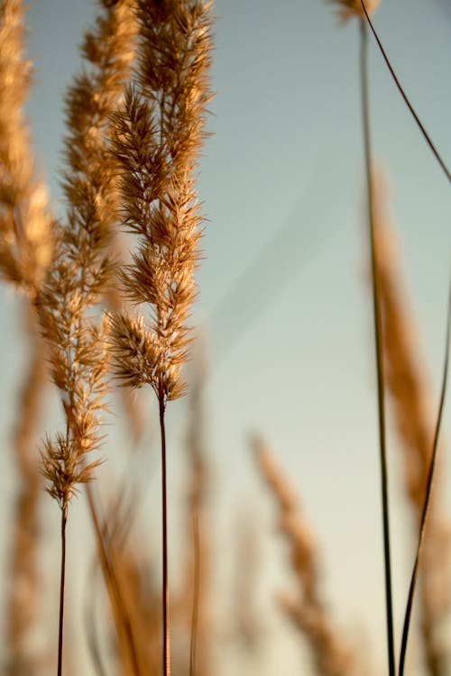 セレクティブフォーカス, 垂直ショット, 小麦の無料の写真素材