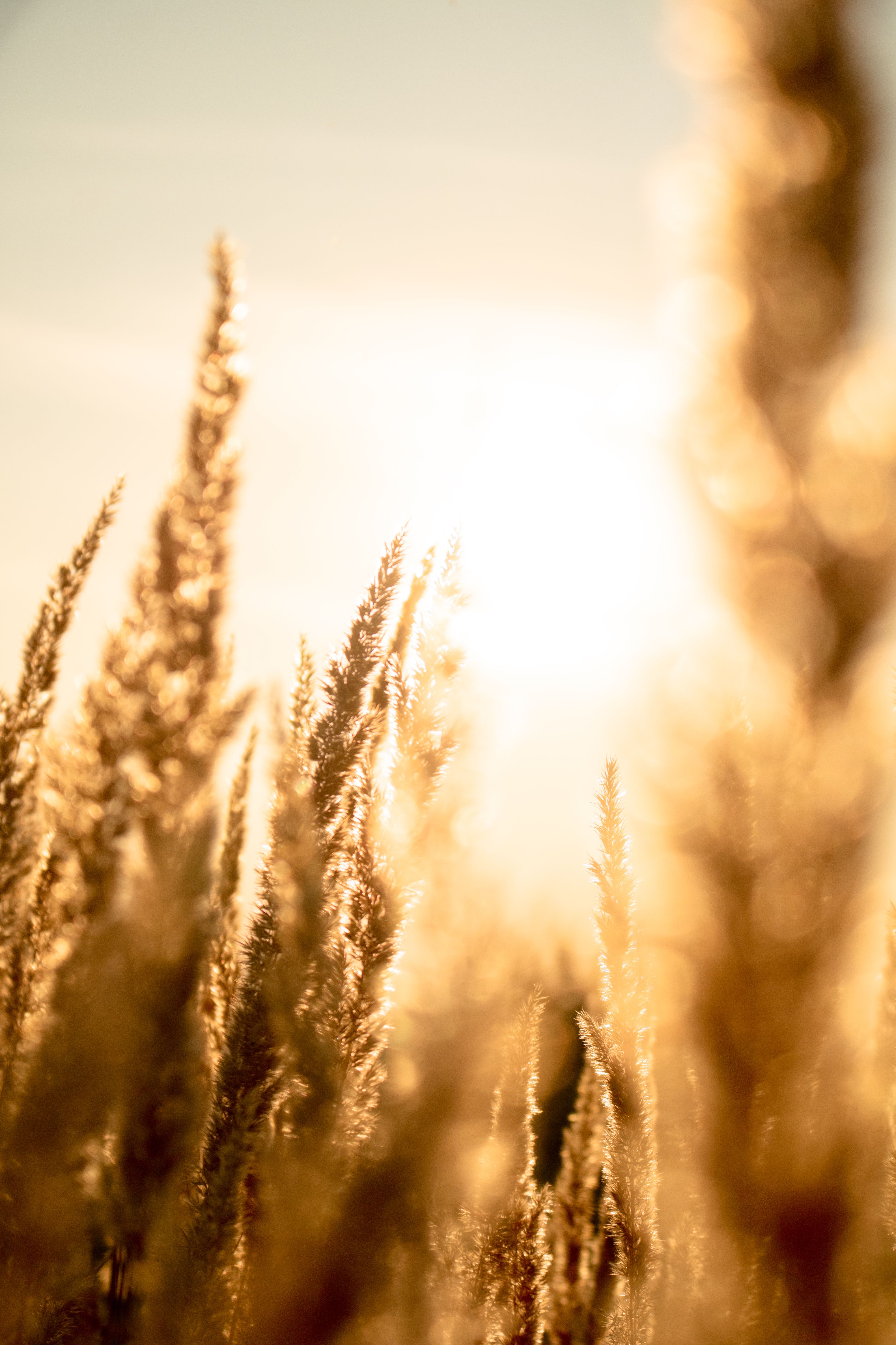 Close-up of wheat stalks glowing under the warm sunset light, capturing the essence of nature's beauty.