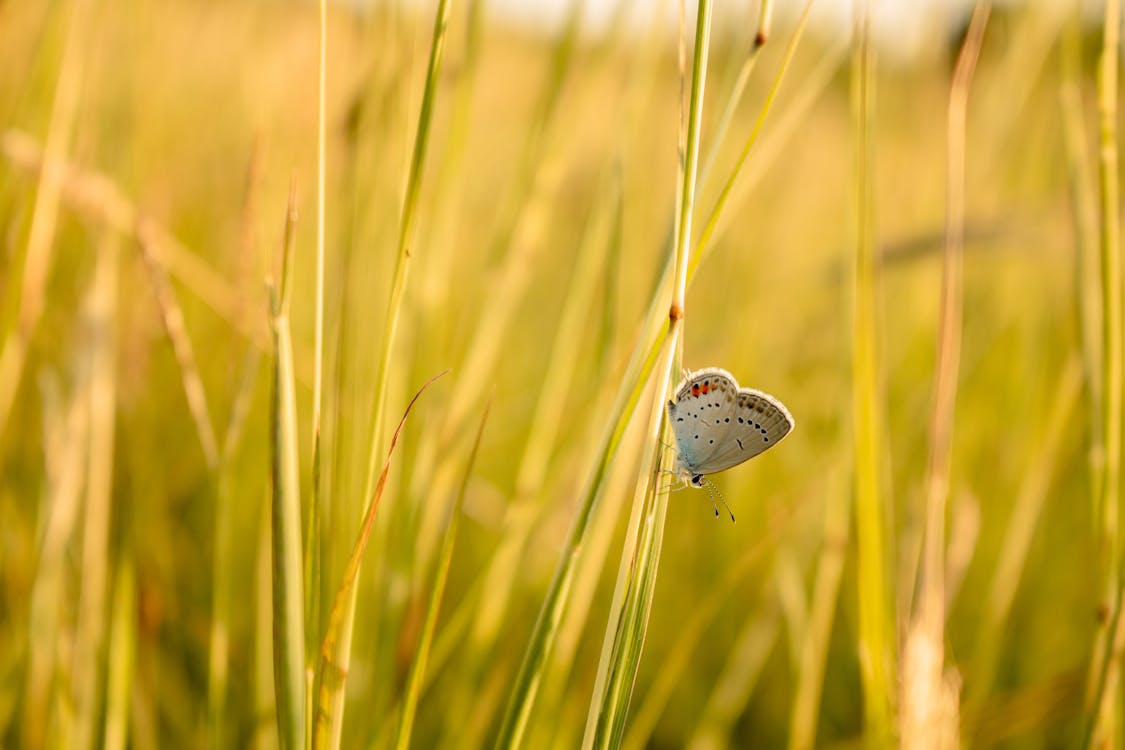 Photos gratuites de bleu à queue courte, herbe, insecte