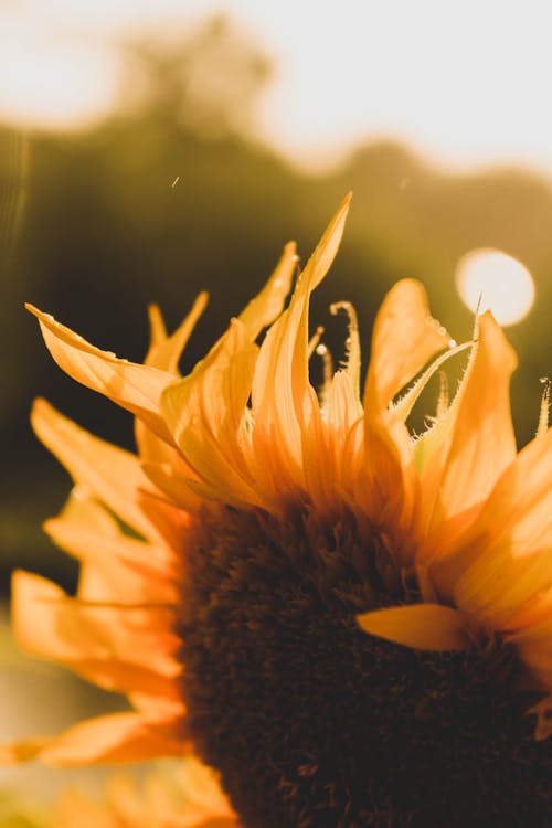 Yellow Sunflower in Close Up Photography