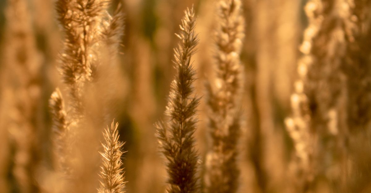 A Small Reed Wood small-reed Growing Outdoors · Free Stock Photo