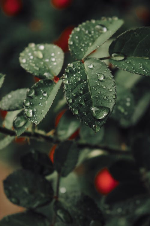 무료 나뭇잎, 빗방울, 수직 쐈어의 무료 스톡 사진