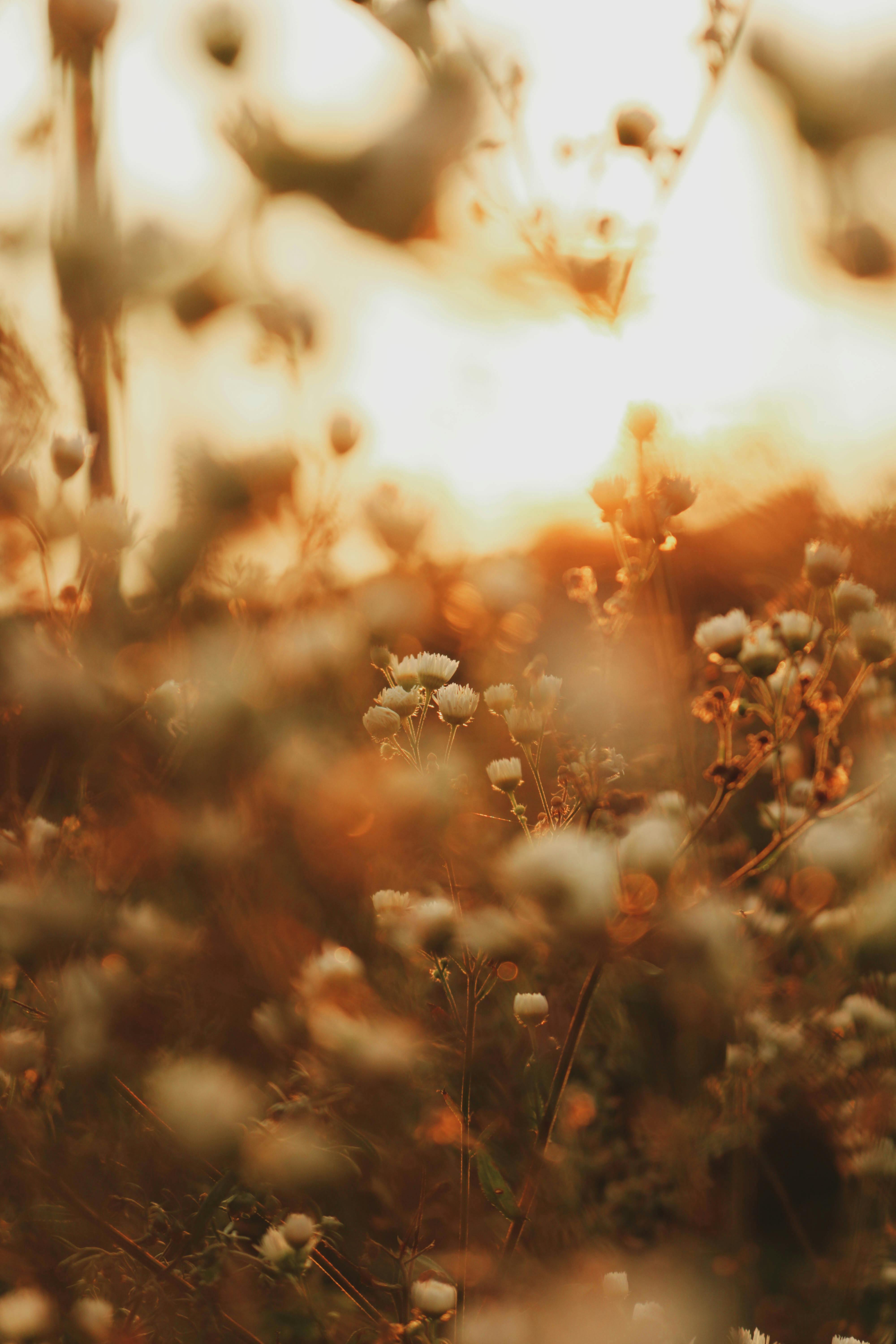 Captivating wildflowers glowing in warm, golden sunset lighting, creating a dreamy scene.