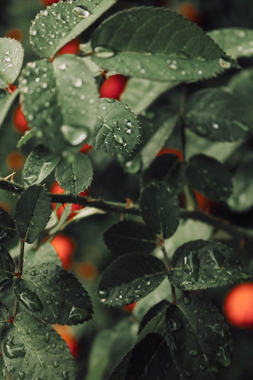 Green Leaves in Close Up Photography