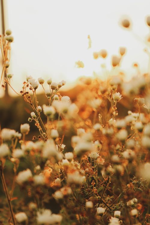 Free Beautiful golden hour shot of blooming white flowers with dramatic lighting. Stock Photo