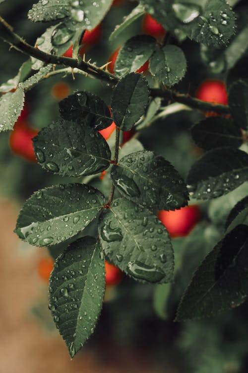 무료 나뭇잎, 물방울, 빗방울의 무료 스톡 사진