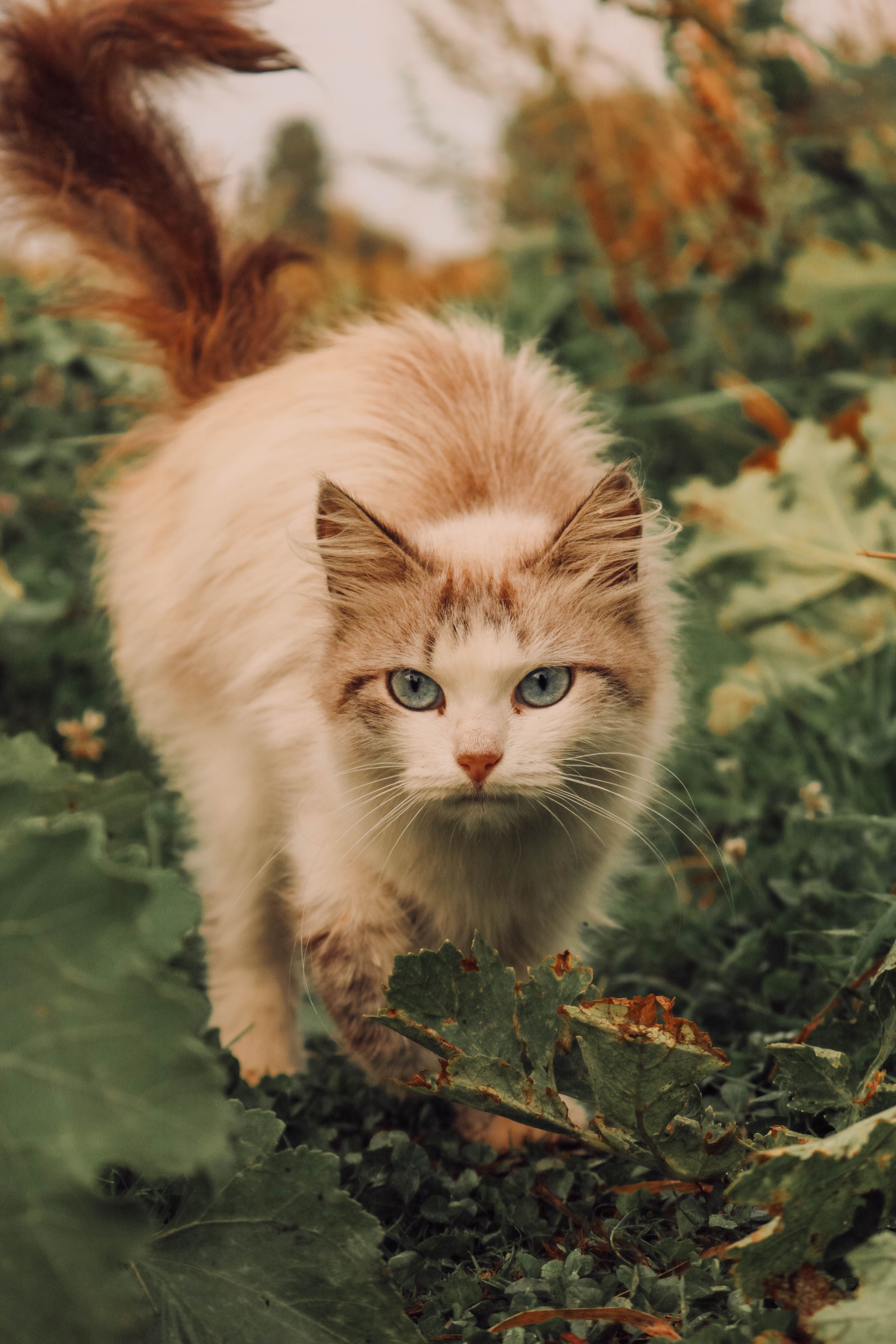 Pusa Photos, Download The BEST Free Pusa Stock Photos & HD Images