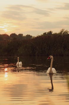 Two white swans gracefully swimming on a calm lake during a beautiful sunrise, reflecting on the water.