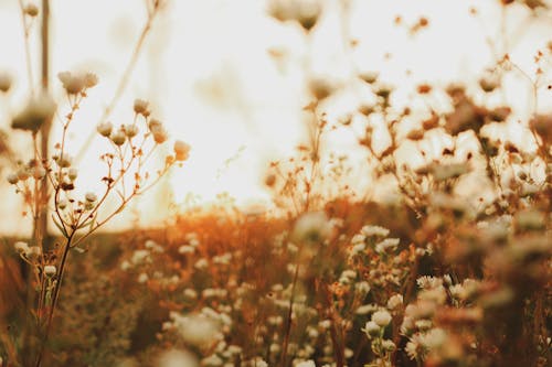 White Flowers in a Field