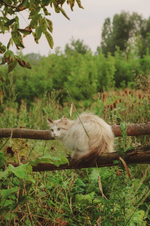 Immagine gratuita di adorabile, animale domestico, avvicinamento