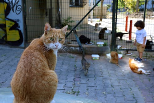 Free Orange Tabby Cat  Stock Photo
