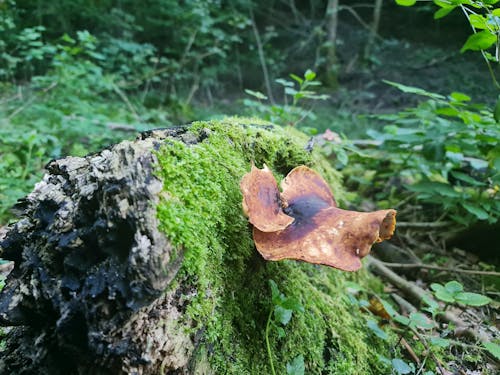 Základová fotografie zdarma na téma les, lesní houby, mech