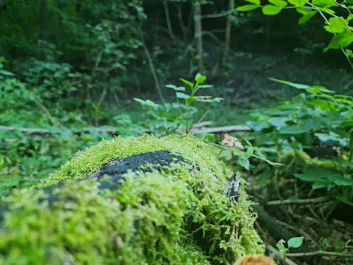 Základová fotografie zdarma na téma les, mech, staré dřevo