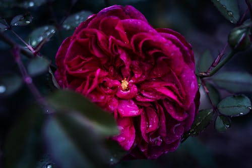 Kostenlos Flacher Fokus Fotografie Der Rosa Blume Stock-Foto