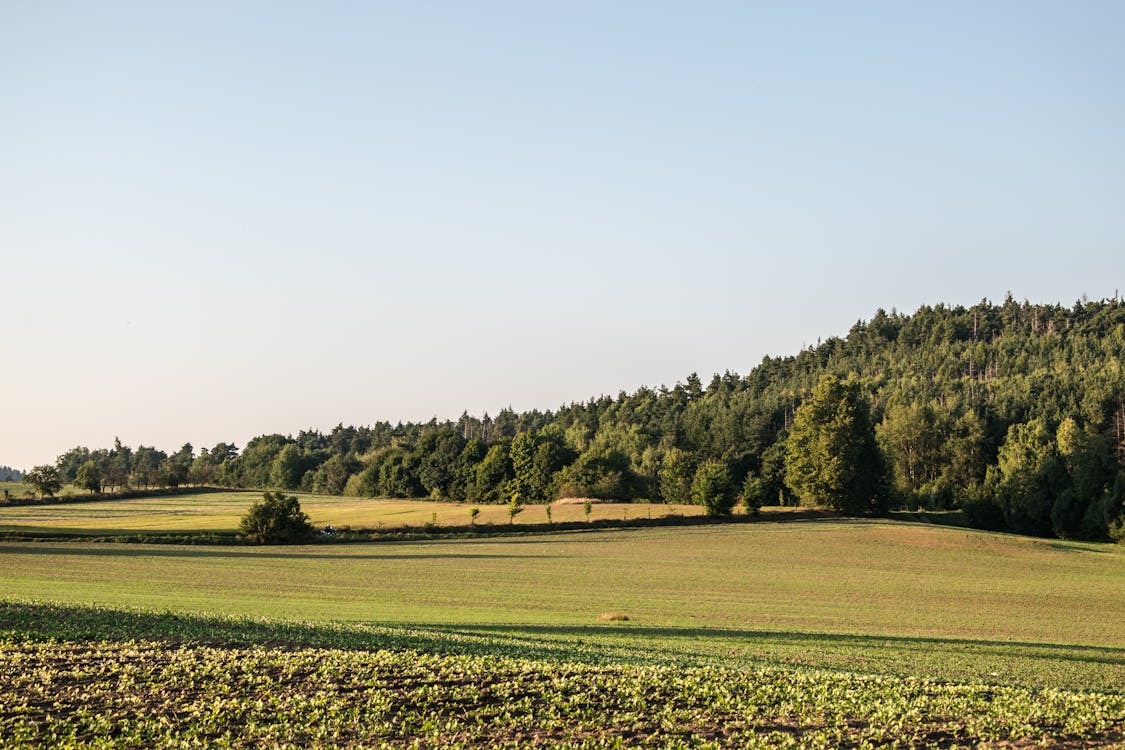 Green Grass Field Near Green Trees Under White Sky