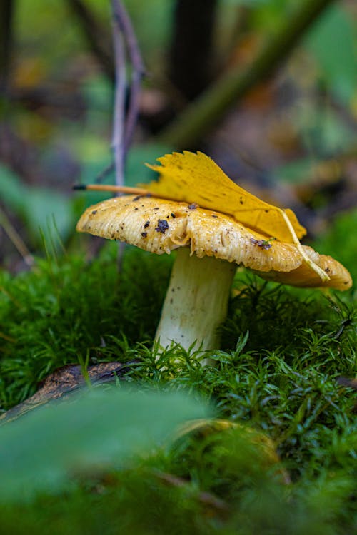 Free Close Up Photo of a Mushroom Stock Photo