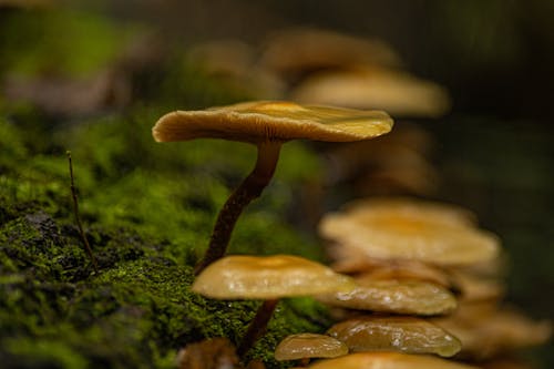 きのこ, セレクティブフォーカス, 菌類の無料の写真素材