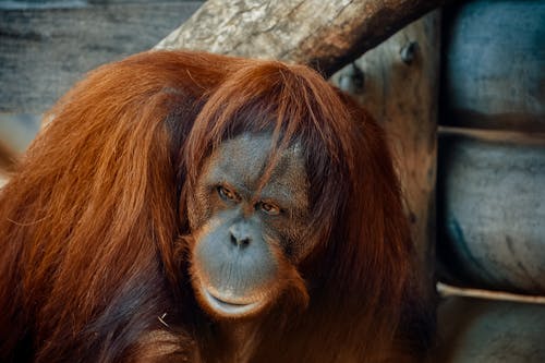 Foto profissional grátis de animal, fotografia animal, jardim zoológico