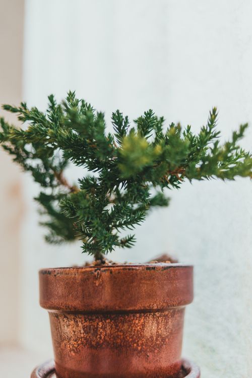 Free Vibrant evergreen plant in a rustic terracotta pot on a sunlit indoor window sill. Stock Photo