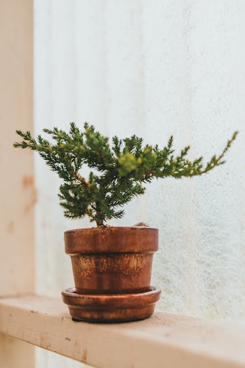 Gratis stockfoto met bloempot, gepotte plant, groen